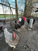 Jonge Austrian Haan, Mannelijk, Kip