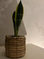 Sansevieria in pot, Ophalen, Overige soorten, Halfschaduw, In pot