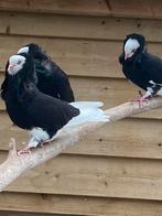 Sierduiven, Dieren en Toebehoren, Vogels | Duiven, Meerdere dieren