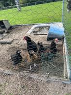 Kippen, Dieren en Toebehoren, Pluimvee, Vrouwelijk, Kip