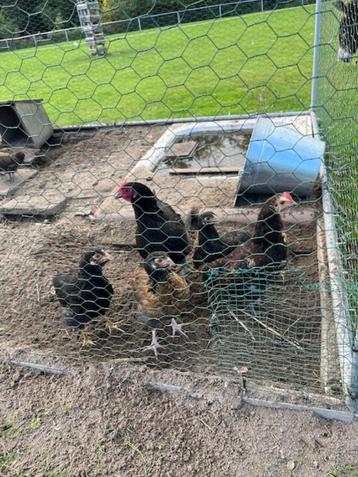 Kippen beschikbaar voor biedingen