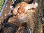Gratis, zijdehoender haan., Dieren en Toebehoren, Pluimvee, Mannelijk, Kip
