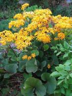 Vaste planten: kruiskruid, ligularia dentata desdemona, p9, Vaste plant, Halfschaduw, Zomer, Ophalen