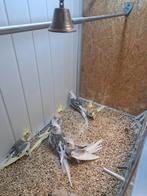 Koppel valkparkieten, Dieren en Toebehoren, Meerdere dieren, Parkiet, Geringd