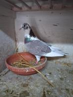 Goed gebouwde fondduif, Dieren en Toebehoren, Vogels | Duiven, Mannelijk, Postduif