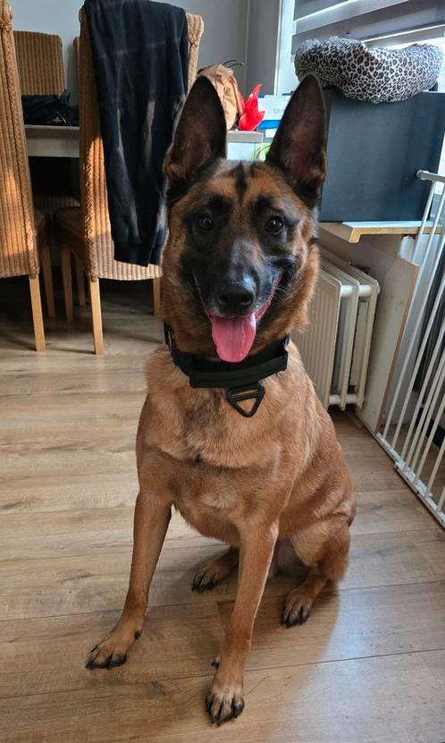 Mechelse herder, Dieren en Toebehoren, Honden | Herdershonden en Veedrijvers, Reu, Herder, Particulier, Eén hond, Nederland, 3 tot 5 jaar