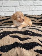 Boompoo pups, boomer x toy poedel, Dieren en Toebehoren, Honden | Chihuahua's en Gezelschapshonden, Nederland, Overige rassen