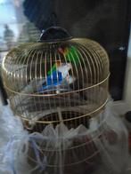 Ha, Meerdere dieren, Parkiet