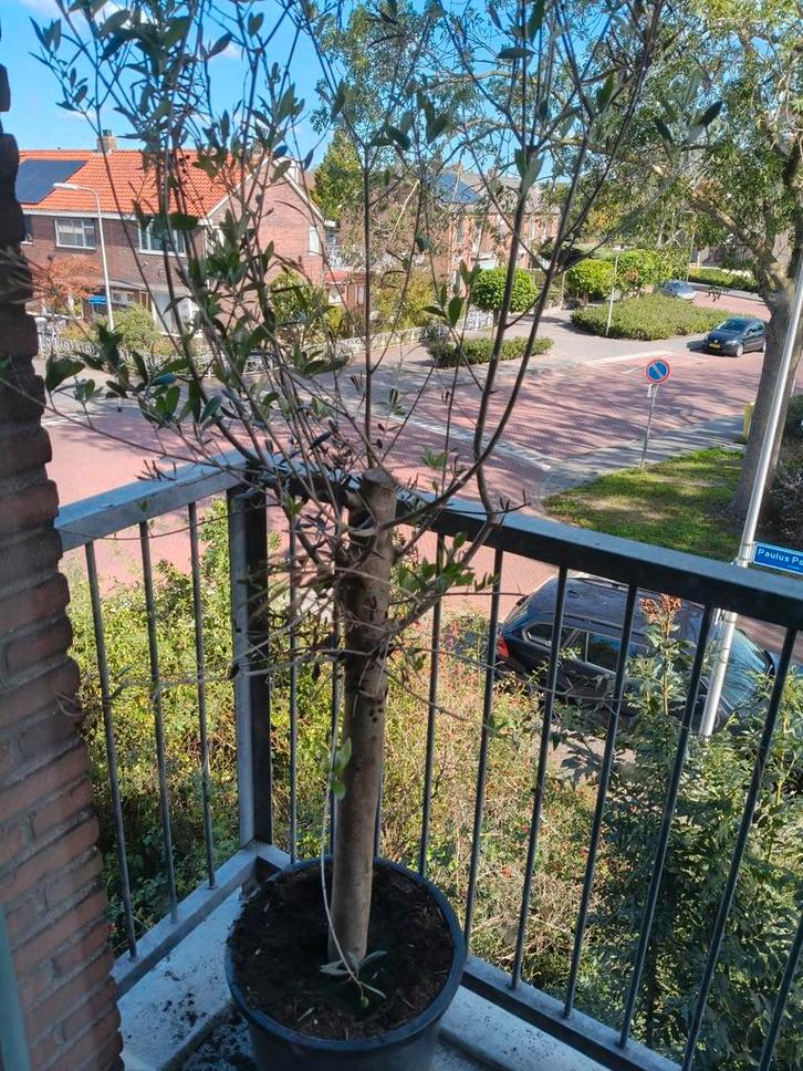 Mooie Olijfboom in Pot, Tuin en Terras, Planten | Bomen, Olijfboom, 100 tot 250 cm, Volle zon, Bloeit niet, In pot, Ophalen