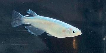 Medaka eitjes Platinum White incl verzenden beschikbaar voor biedingen