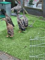 2 loopeenden, Dieren en Toebehoren, Pluimvee, Meerdere dieren, Eend