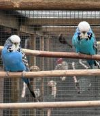 Engelse parkieten, Dieren en Toebehoren, Vogels | Parkieten en Papegaaien, Meerdere dieren, Parkiet