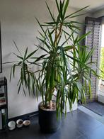 Large Yucca plant XL, Huis en Inrichting, Kamerplanten, Yucca, 150 tot 200 cm, Halfschaduw, In pot