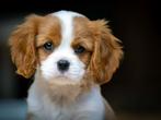 * OP ZOEK * King Charles Cavalier pup (blenheim teefje), Dieren en Toebehoren, Honden | Retrievers, Spaniëls en Waterhonden, Nederland
