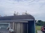 Duiven pauwstaarten, witte duiven en birmingham rollers, Meerdere dieren, Overige soorten