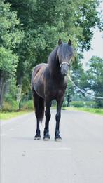 Mooie sociale fell pony, Hengst, Onbeleerd, Recreatiepony, D pony (1.37m tot 1.48m)
