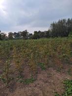 groene beuk, Bloeit niet, Overige soorten, Minder dan 100 cm, Ophalen