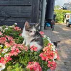 Boerderijkittens (kater) bijna 8 weken oud. Boerderij katje, Dieren en Toebehoren, Katten en Kittens | Raskatten | Korthaar, Poes