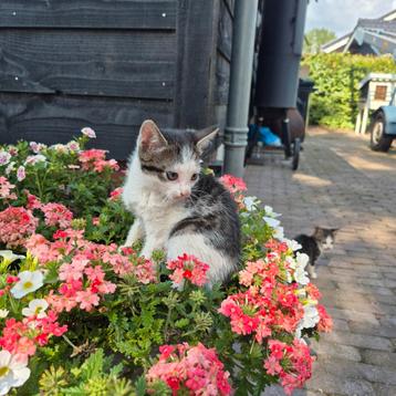 Boerderijpoesje (kater) bijna 8 weken oud. Boerderij katje beschikbaar voor biedingen