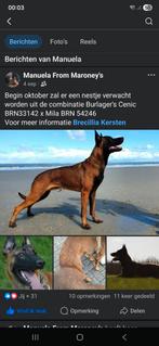 Deze week verwacht 9 pups mechelse herders, 8 tot 15 weken, Meerdere, Meerdere dieren, Herder