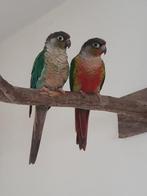 Mooi Pyrrhura stel, Dieren en Toebehoren, Meerdere dieren, Dwergpapegaai of Agapornis, Pratend