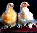 Hanen - Brahma Groot - Lemon Pyle, Dieren en Toebehoren, Pluimvee, Mannelijk, Kip