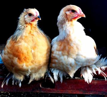 Hanen - Brahma Groot - Lemon Pyle beschikbaar voor biedingen