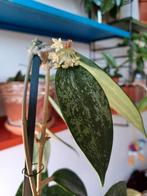 Hoya stek: Vertillatica Yangzhi Campanulata Nickelsoniae etc, Ophalen of Verzenden, Overige soorten, Minder dan 100 cm