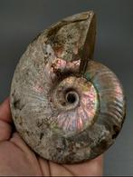 Iriserende Ammoniet fossiel uit het krijt, Ophalen of Verzenden, Fossiel