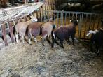 5 ramlammeren, Dieren en Toebehoren, Schapen, Geiten en Varkens, Mannelijk, Schaap, 0 tot 2 jaar