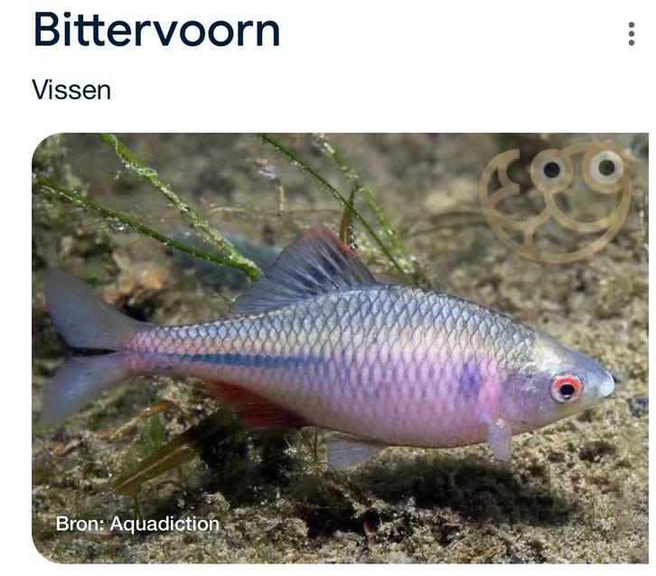 Gezocht kleine vijvervissen vis, Dieren en Toebehoren, Vissen | Vijvervissen, Overige soorten
