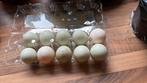bevruchte eendeneieren indische loopeend prijs per 10, Ophalen of Verzenden
