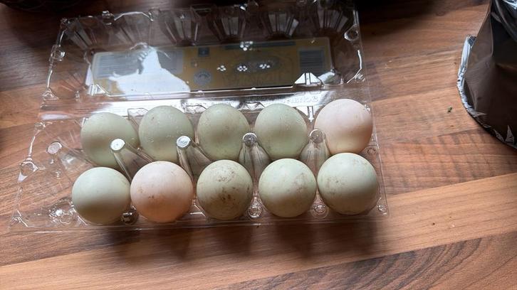 bevruchte eendeneieren indische loopeend prijs per 10, Diversen, Levensmiddelen, Ophalen of Verzenden