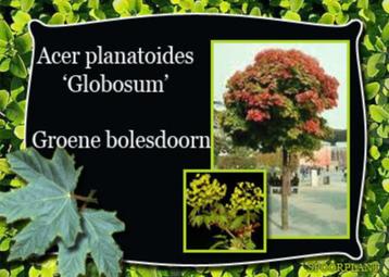 Bolcatalpa Bol liquidambar, Bol esdoorn Bolacer enz. beschikbaar voor biedingen