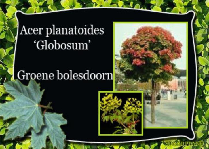 Bolcatalpa Bol liquidambar, Bol esdoorn Bolacer enz., Tuin en Terras, Planten | Bomen, Overige soorten, 100 tot 250 cm, Halfschaduw