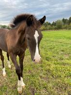 Knap smokey black NRPS hengstveulen, Dieren en Toebehoren, Dressuurpony, Niet van toepassing, 0 tot 2 jaar, Hengst
