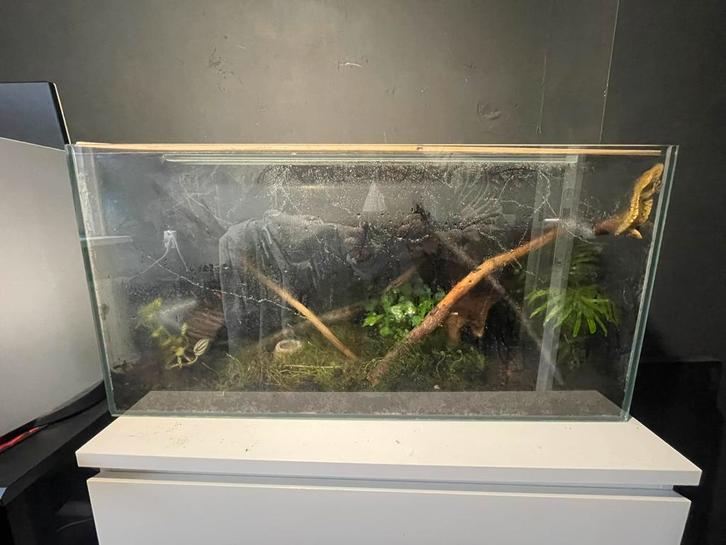Wimpergekko + Terrarium., Dieren en Toebehoren, Reptielen en Amfibieën | Toebehoren, Zo goed als nieuw, Ophalen