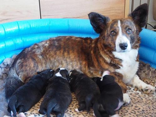 Welsh Corgi Cardigan Puppies met Stamboom, Dieren en Toebehoren, Honden | Herdershonden en Veedrijvers, Meerdere dieren, Herder
