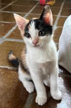 Kitten te koop. 1 Lapje Poesje, Dieren en Toebehoren, Katten en Kittens | Overige Katten, Poes, Kortharig, 0 tot 2 jaar