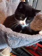 Jonge kitten, poes, mag naar warm thuis, Meerdere dieren, Kortharig, 0 tot 2 jaar