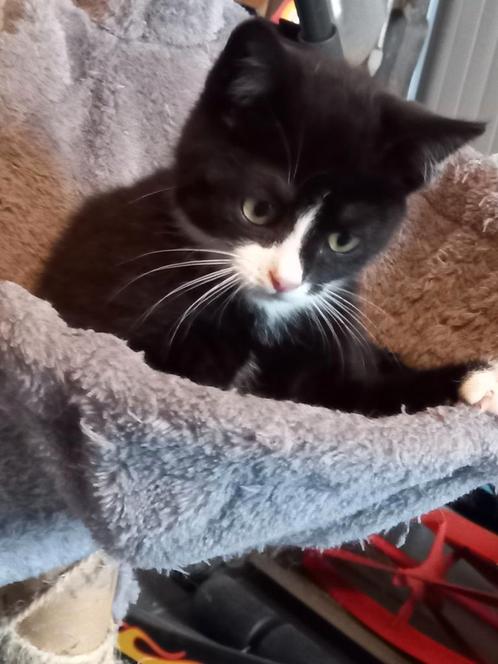 Jonge kitten, poes, mag naar warm thuis, Dieren en Toebehoren, Katten en Kittens | Overige Katten, Kortharig, Meerdere dieren
