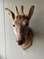 leuke kleine hertenkop taxidermie, Verzamelen, Dierenverzamelingen, Ophalen, Gebruikt, Hert, Gewei of Kop