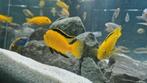 Labidochromis yellow malawi, Dieren en Toebehoren, Vissen | Aquariumvissen, Vis