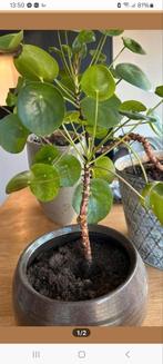 Gevraagd pannekoekenplant of stekje, Ophalen of Verzenden, Volle zon, Overige soorten, Minder dan 100 cm