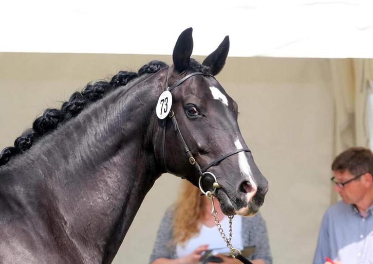 +++ 14- jarige Fokmerrie Uptown x Romancier +++, Dieren en Toebehoren, Paarden en Pony's | Dekhengsten en Fokmerries, Merrie