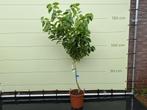 Citroenboom - Citrusboom - Stamomvang 8-10 cm, 100 tot 250 cm, Zomer, Volle zon, In pot