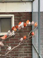 Diverse kleurkanarie’s, Meerdere dieren, Kleurkanarie