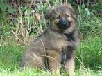Oudduitse herder pup, reu, Dieren en Toebehoren, Reu, CDV (hondenziekte), 8 tot 15 weken, Eén hond
