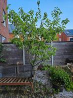 Prachtige appelboom GRATIS voor de liefhebber, Tuin en Terras, Overige soorten, 250 tot 400 cm, Ophalen