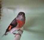 kapoetsensijs pop EK 25, Vrouwelijk, Tropenvogel, Geringd